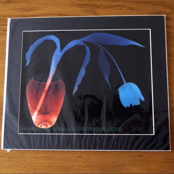 Tulip I Print from Original Photogram - Black mount to fit 10x12 inch frame 
