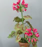 Paper Geranium - Crimson - Image 4
