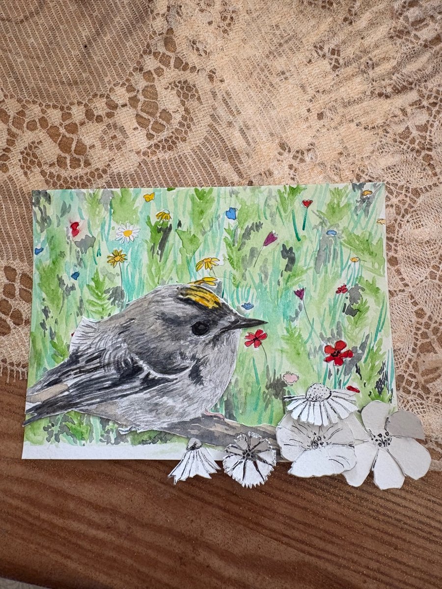 Goldcrest amongst the Wildflower meadow