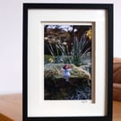 The Rambling Fairy Photographic Print