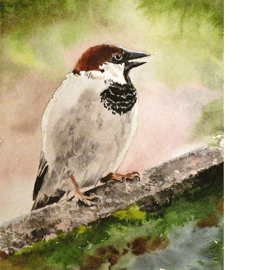 House sparrow. Original watercolour painting, signed by the artist.