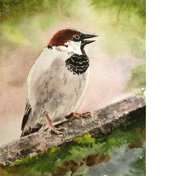 House sparrow. Original watercolour painting, signed by the artist.