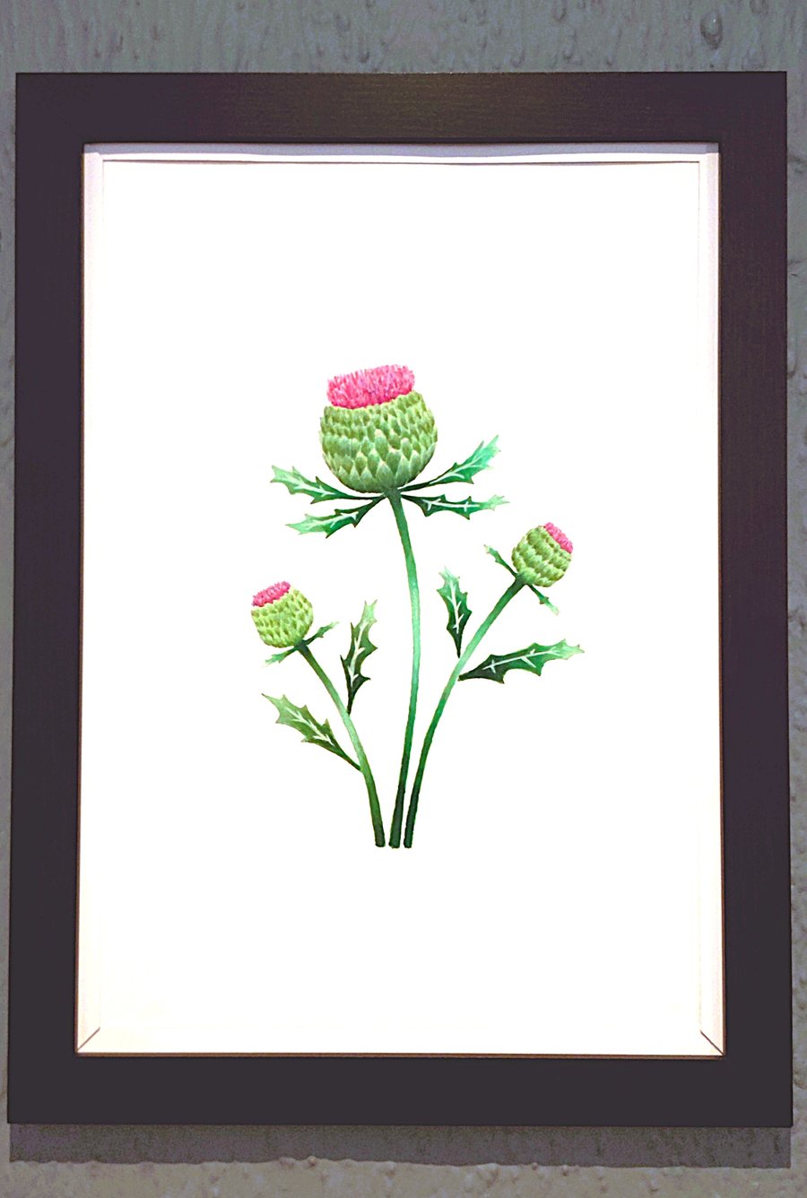 Genuine Made in UK Framed A3 Print Scottish Thistles Stylish White Border