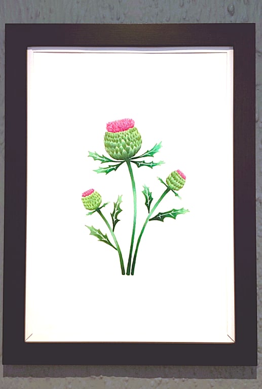 Genuine Made in UK Framed A3 Print Scottish Thistles Stylish White Border