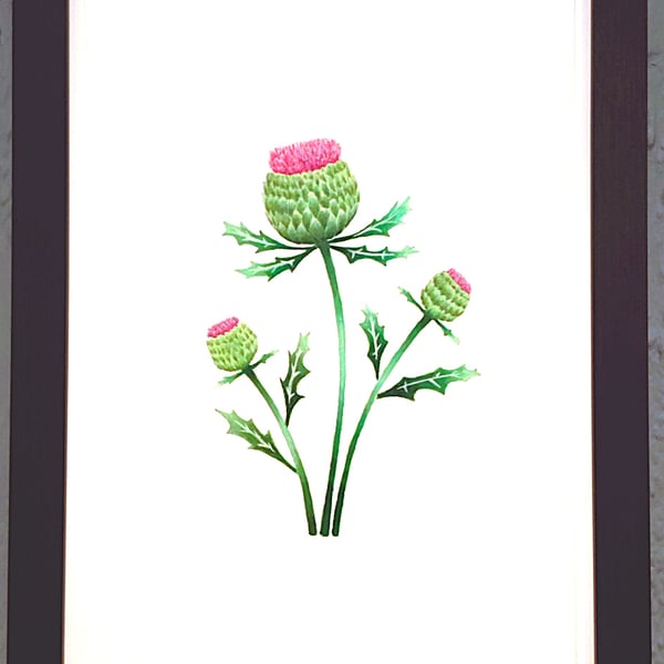 Genuine Made in UK Framed A3 Print Scottish Thistles Stylish White Border