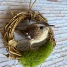 Wren needle felted mini wreath 