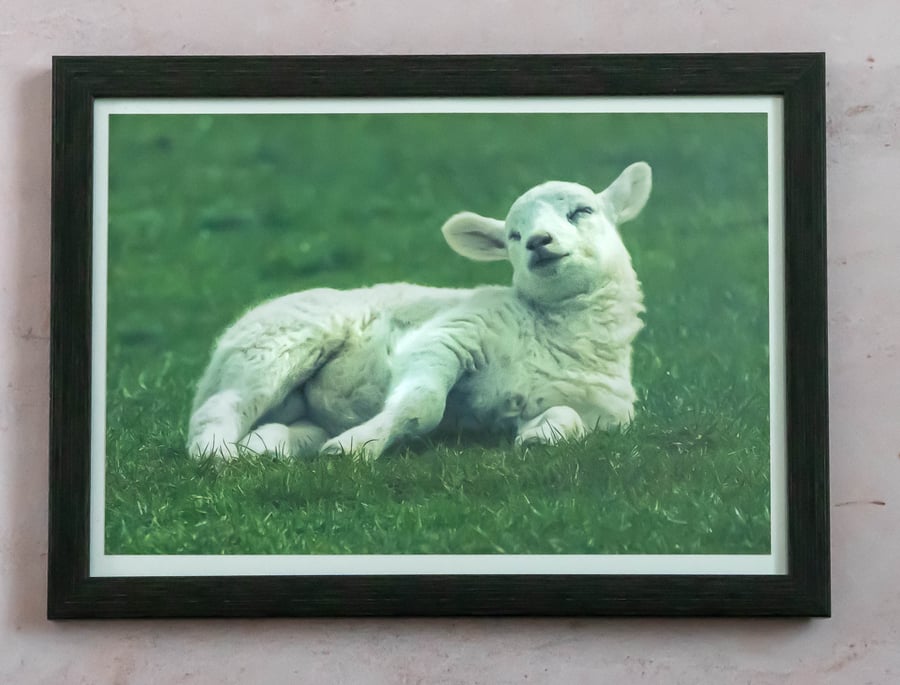 Sleepy Lamb - Framed and Hand-Signed Photo