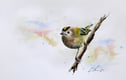 Animals & Birds.