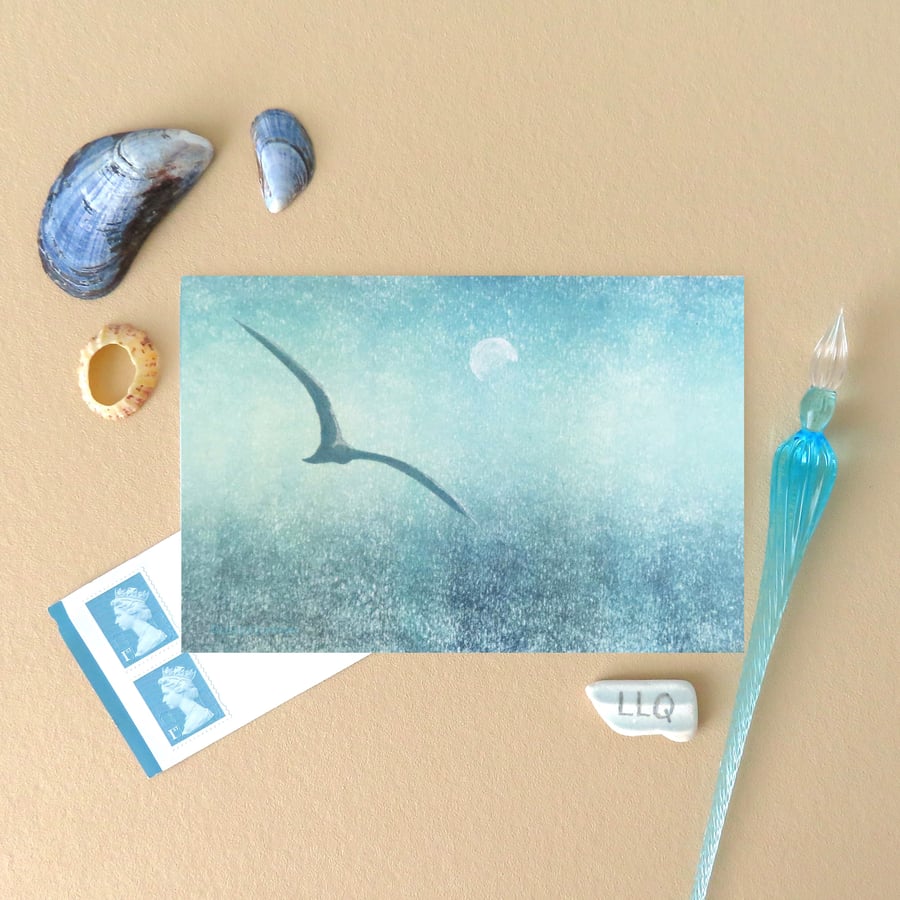 Gliding high a lone gull flying in an evening sky blank artist card plastic free