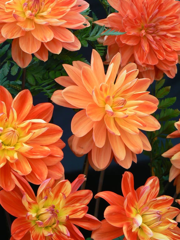 Dahlias