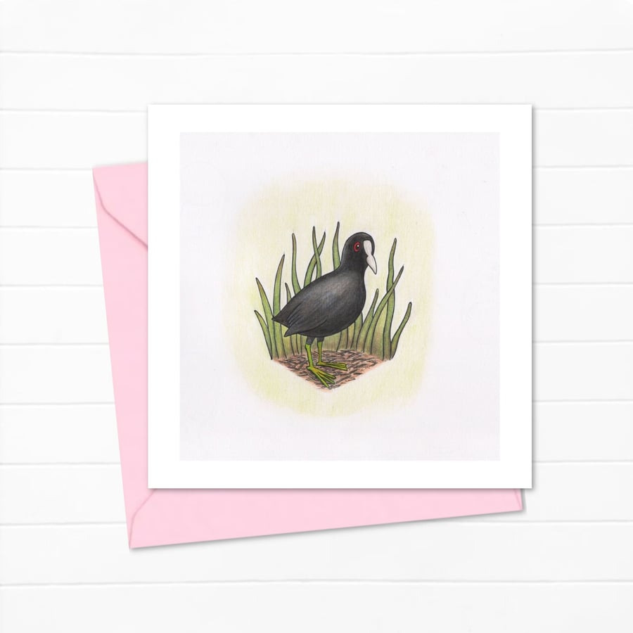 Coot Greeting Card: Hand Drawn Wildfowl Bird Illustration (220)
