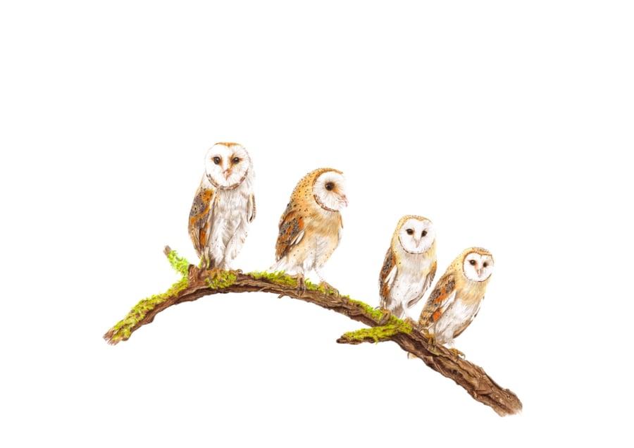 Four Owls, One Branch - Fine Art Print