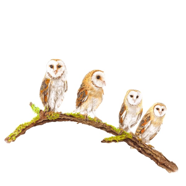 Four Owls, One Branch - Fine Art Print