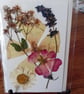 Wild Daisy, Lime Holly-hock, wild flower and lavender Pressed Flower card