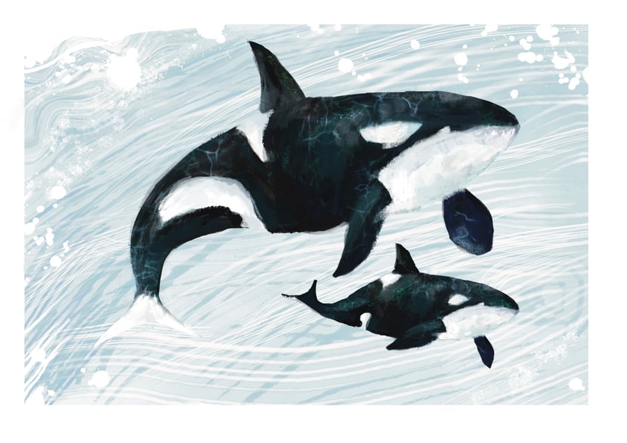 Whale Art Illustration - Orca Art - 