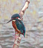 Kingfisher Greeting Card Hopefully A Fish Soon - Image 1
