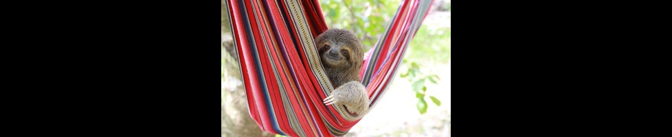 hammocksloth