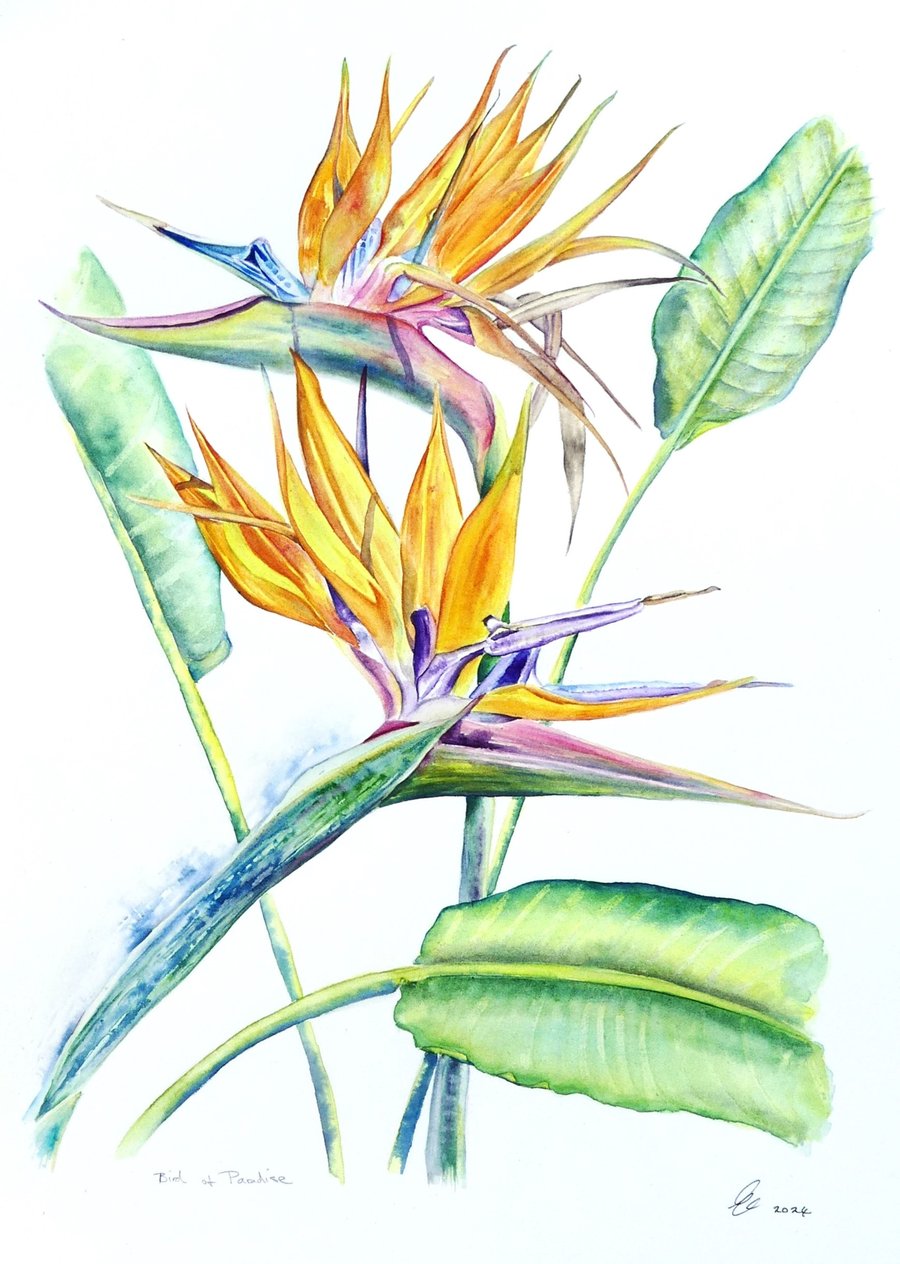 Bird of Paradise Flower Botanical Tropical Plant Watercolour Painting 