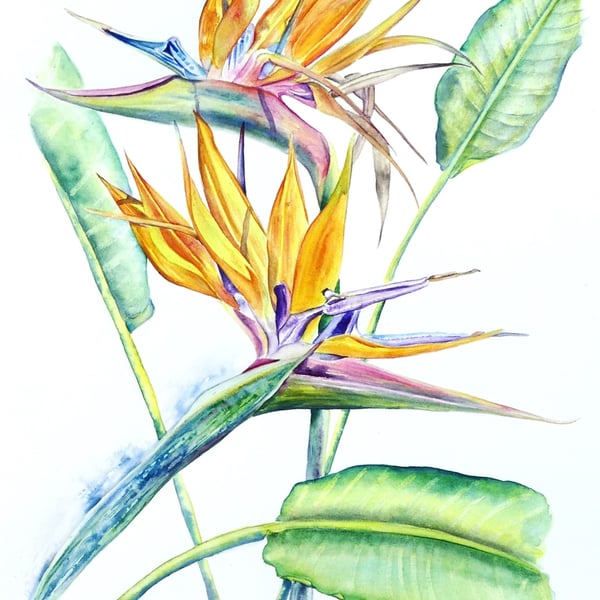 Bird of Paradise Flower Botanical Tropical Plant Watercolour Painting 