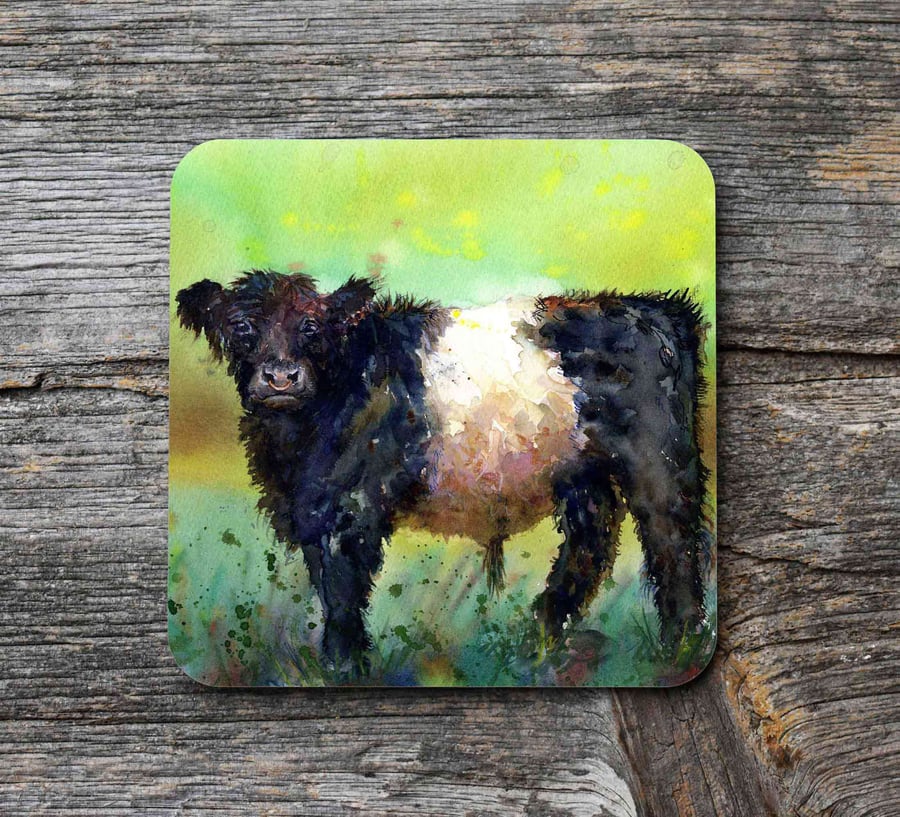 Belted Galloway cow, Scottish Art Coaster