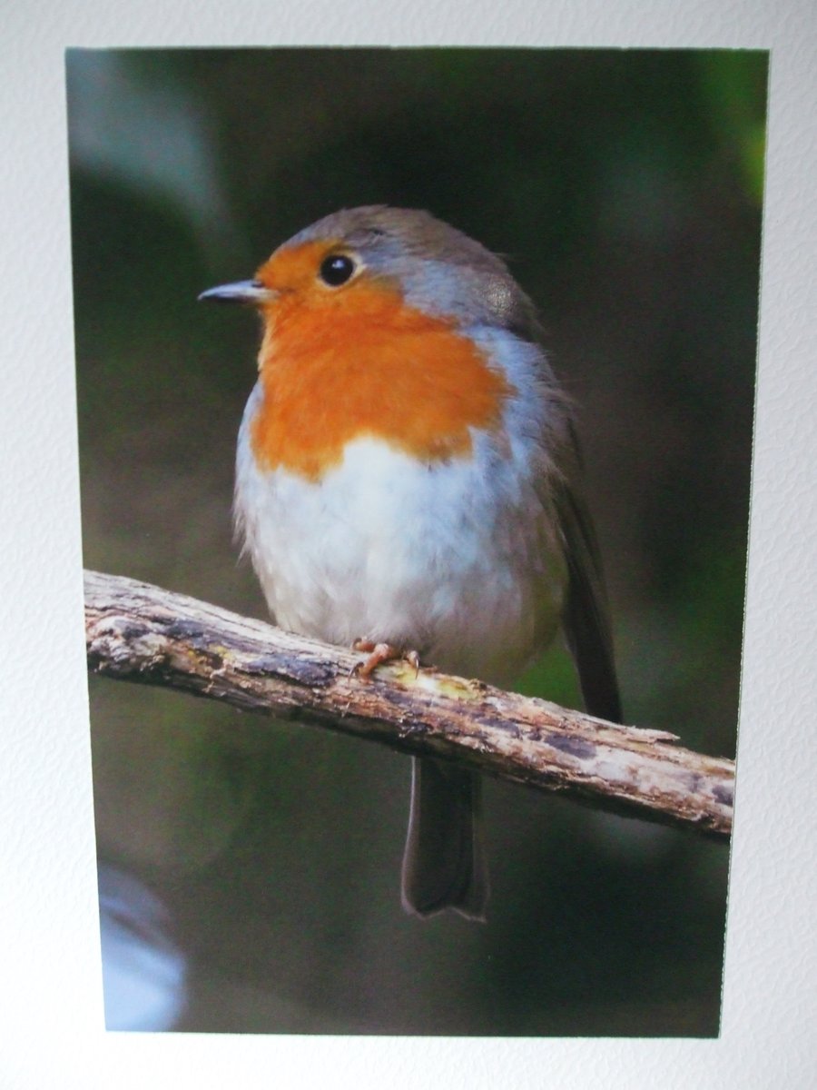 Photo of a Robin on a Christmas card.