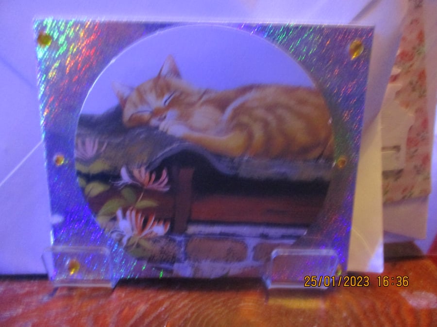 Sleeping Cat Small Card