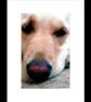 Golden Retriever Dog Portrait Photograph Print - Image 2
