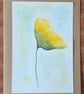 Sunshine Poppies  - Image 4