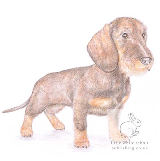 Hattie the Dachshund - Blank Card