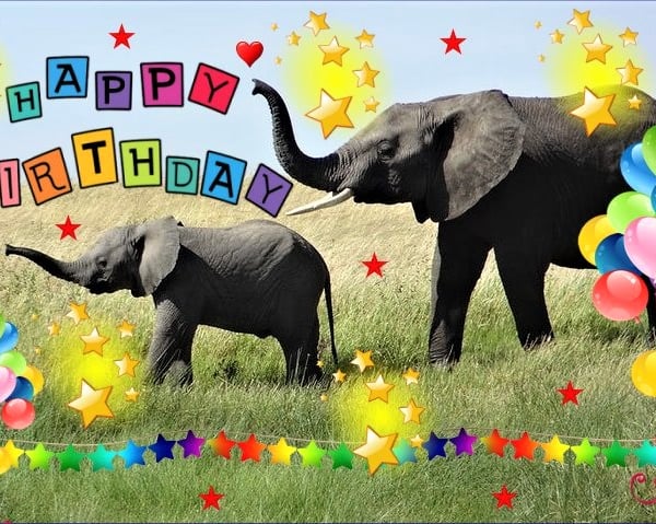 A5 Elephants Birthday Card 