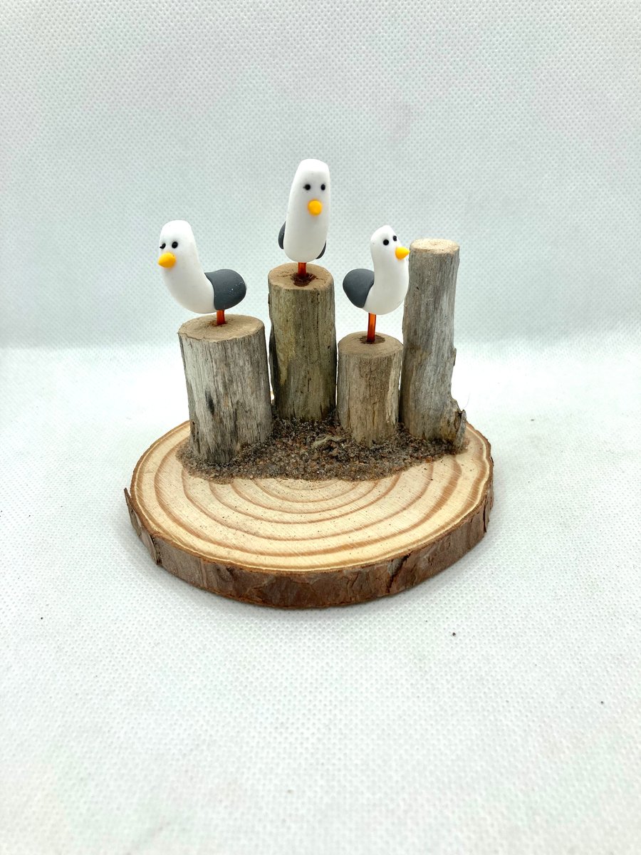 Cheeky seagulls on Scottish driftwood