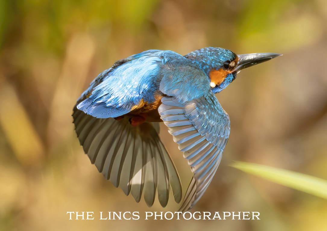 Kingfisher print (Limited edition of 10)