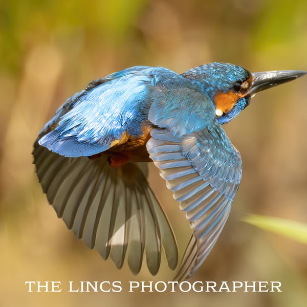 Kingfisher print (Limited edition of 10)