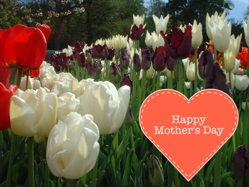 Tulip Flowers Mother's Day Greeting Card A5 Size 