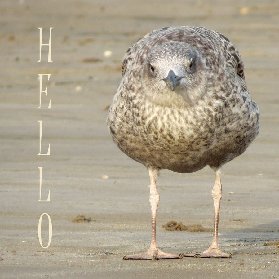 ''Hello.''  A card featuring an original photograph.