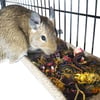 Totally Degu Hay Manger