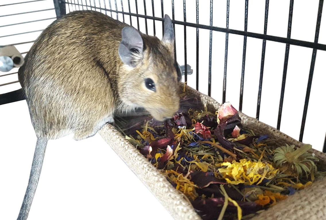 Totally Degu Hay Manger