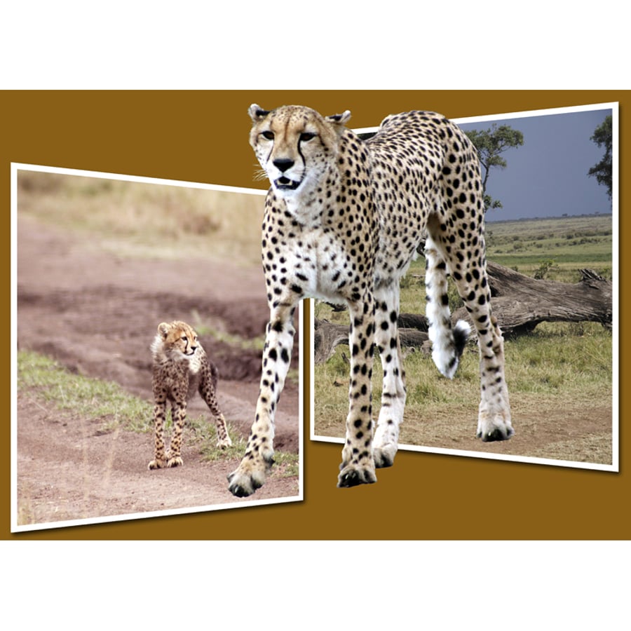 2 - CHEETAH PANORAMA A3 POSTER