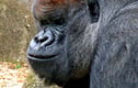 Animal Photographs Pictures Prints