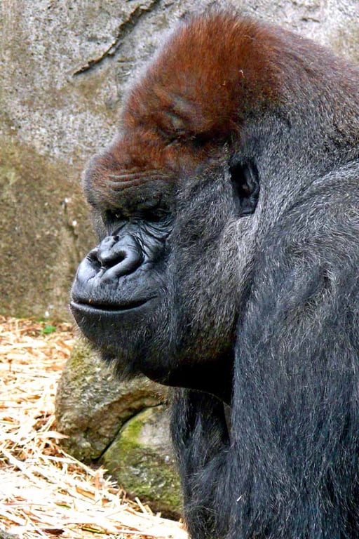 African Gorilla Ape Animal Portrait Photograph Print