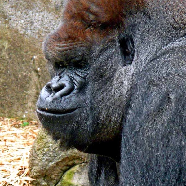 African Gorilla Ape Animal Portrait Photograph Print
