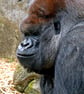 African Gorilla Ape Animal Portrait Photograph Print