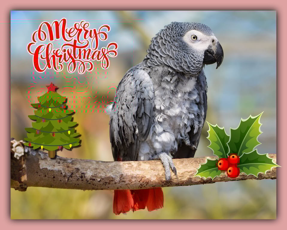 Merry Christmas greeting Card A5 African Grey Parrot 