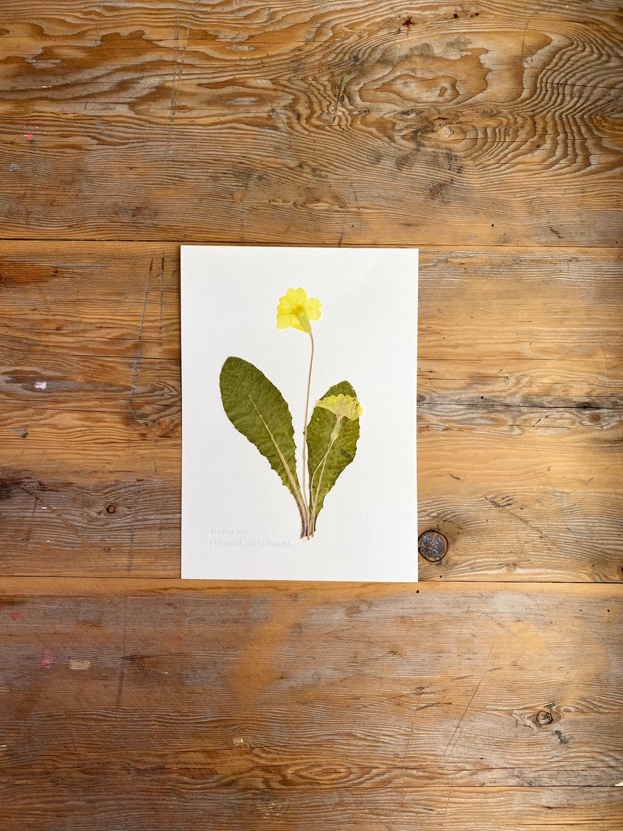 Pressed Primrose flower - A5
