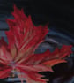 Lake Ontario, Autumnal coloured leaf floating on water, origianal landscape - Image 3