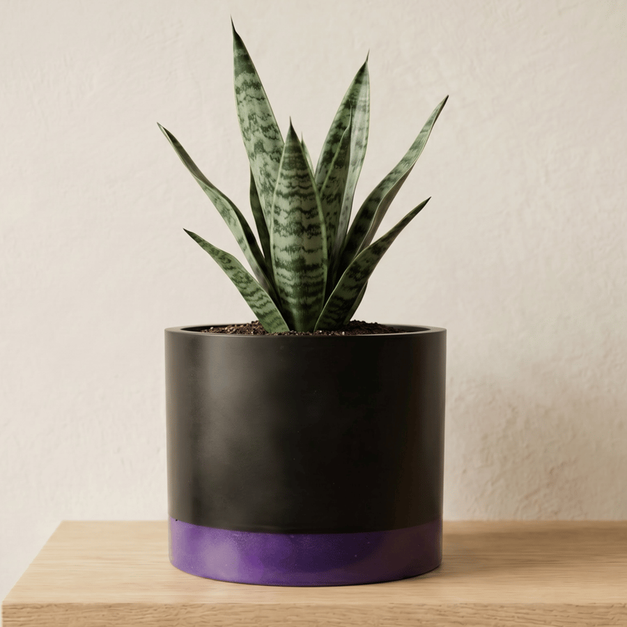 Large Black and Deep Purple Colour Block Plant Pot 15 cm Indoor Planter