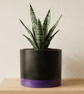Large Black and Deep Purple Colour Block Plant Pot 15 cm Indoor Planter