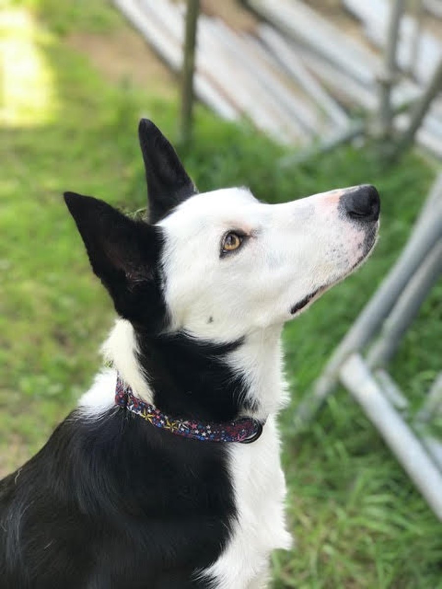 Dog Collar - Liberty cottons and metal hardware for doggy days out!