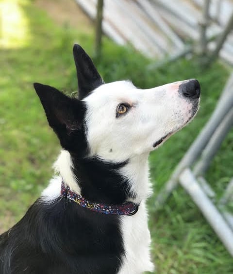 Dog Collar - Liberty cottons and metal hardware for doggy days out!