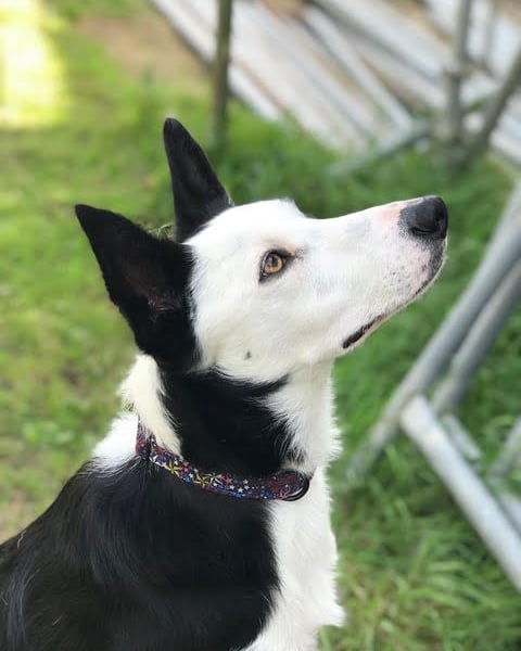 Dog Collar - Liberty cottons and metal hardware for doggy days out!